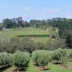 MorningtonGroveCropped