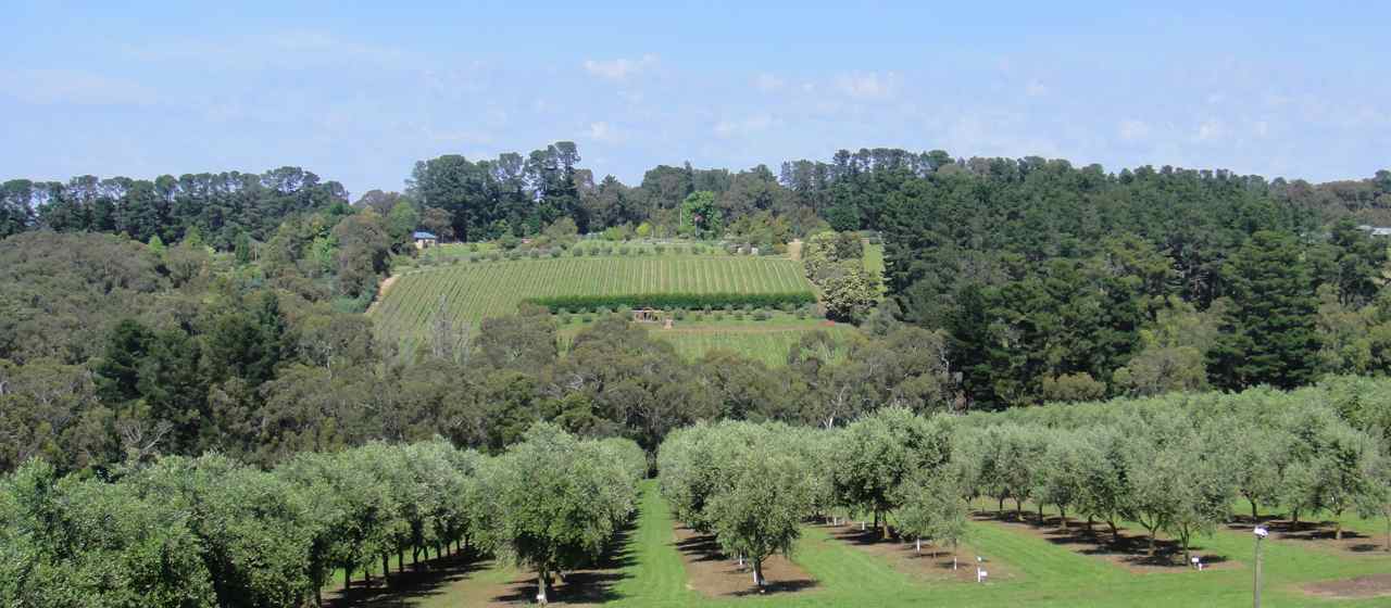 Artisan Olive Oil in the Mornington Peninsula