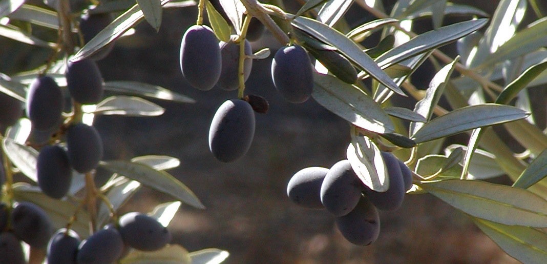 Varietal or Variety? The Words of Olive Oil