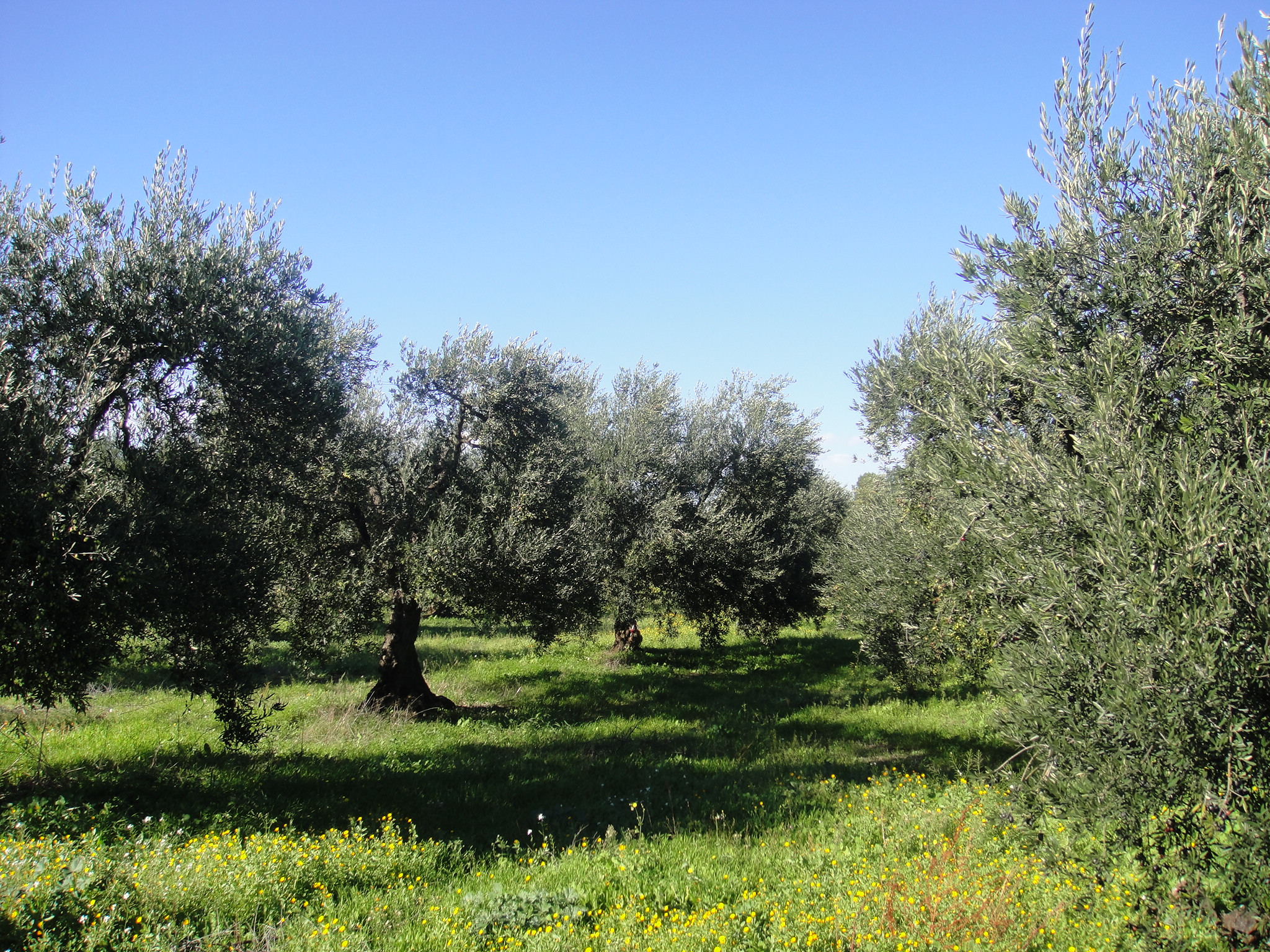 Events at the UC Davis Olive Center